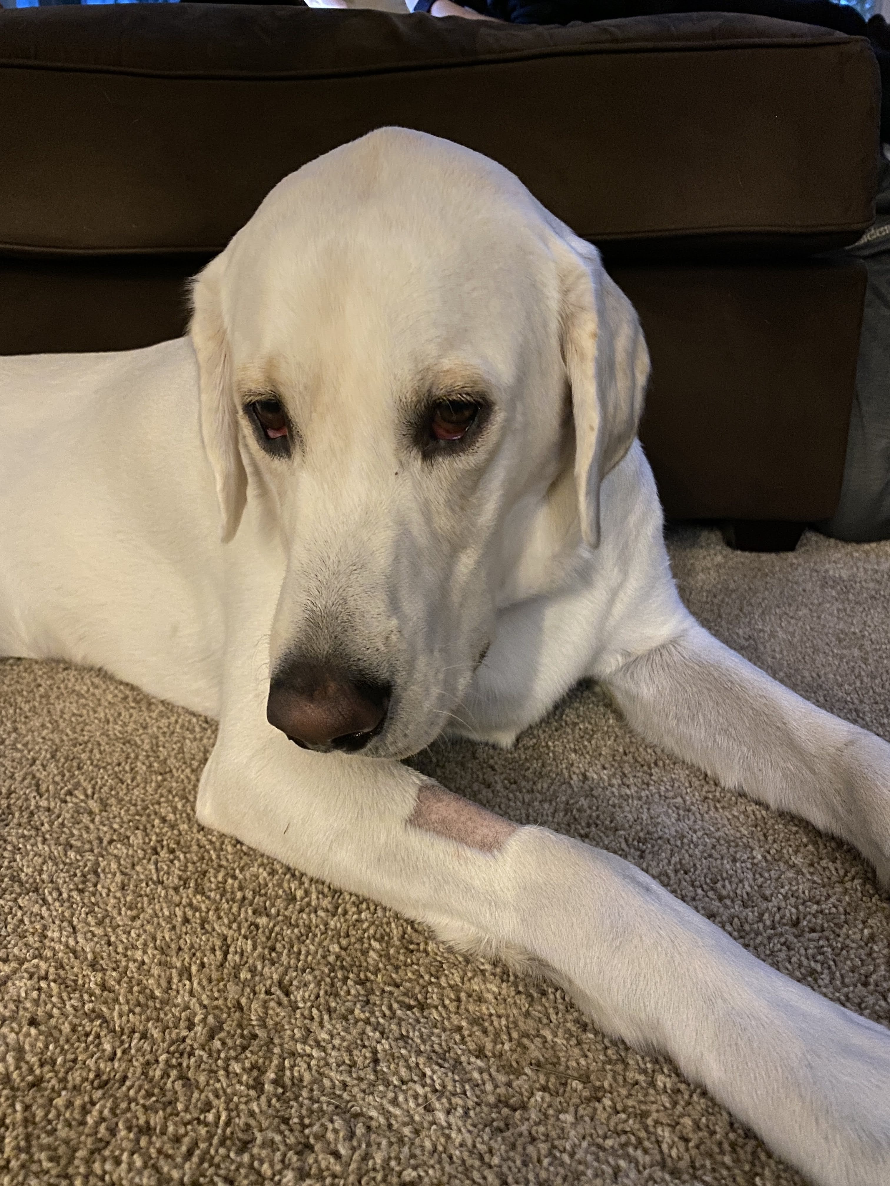 Freshly home and drugged